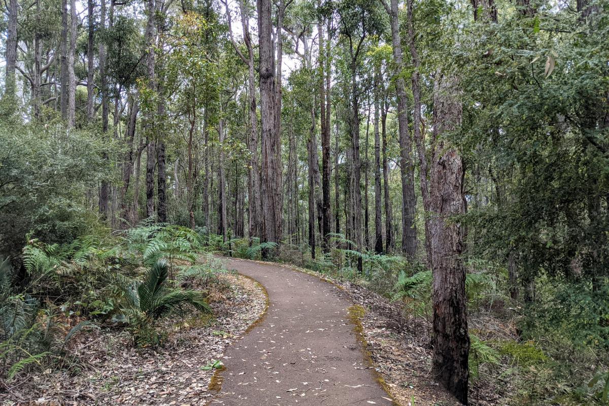 The short path from the carpark to the viewing platform at the King Jarrah in Wellington National Park