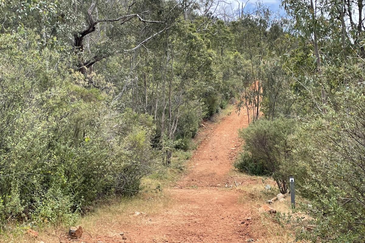 gravel track through native bushland on the Kingfisher Trail