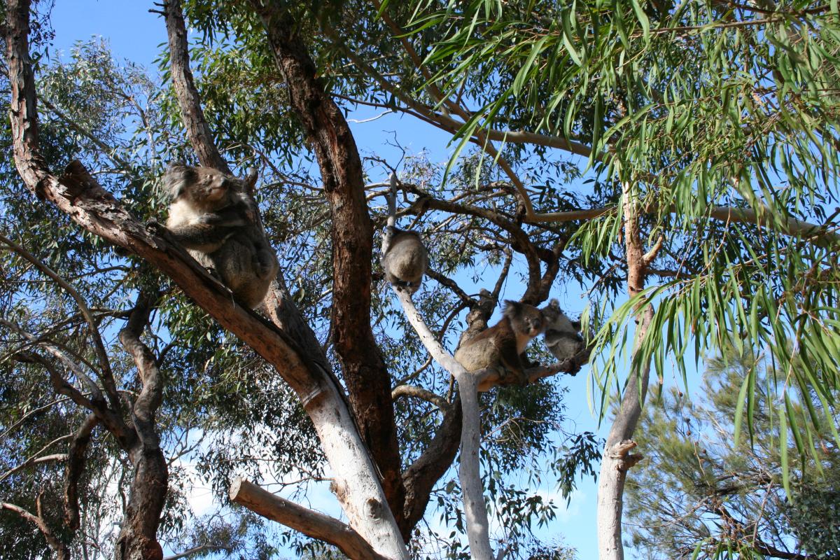 Koalas high up in the trees at Yanchep National Park. koalas up in the trees at yanchep national park