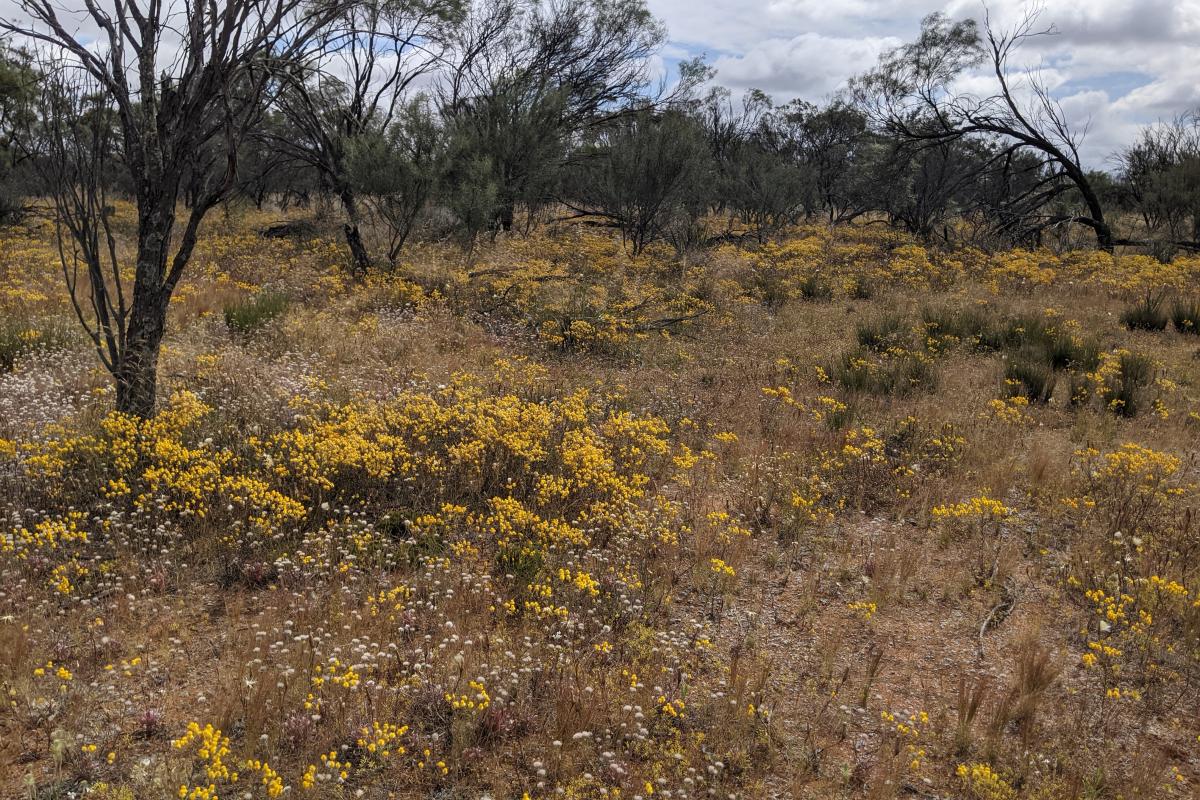 yellow wildflowers in korrelocking nature reserve