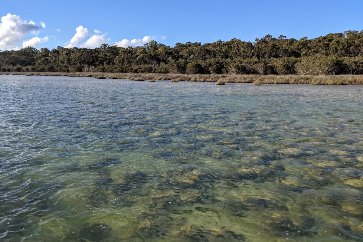 Lake Clifton Thrombolites all under water in July