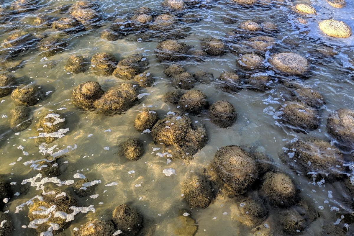 Thrombolites in the shallows at Lake Clifton