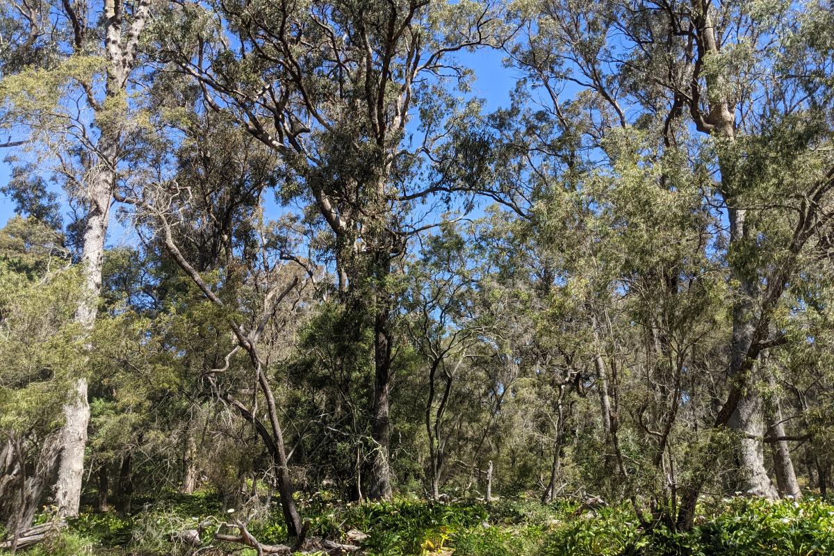 Layman Picnic Site forest