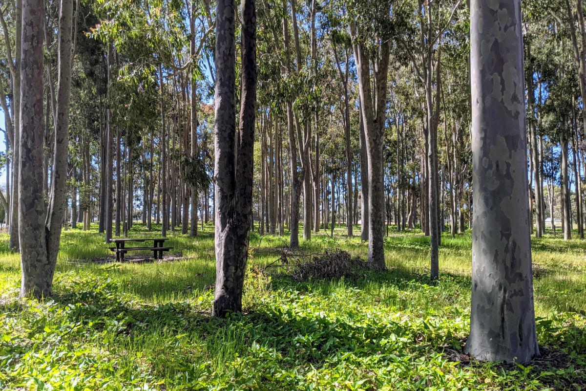 Picnic bench under the trees at Layman Picnic Site