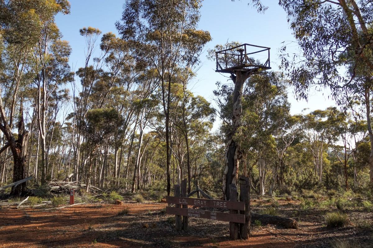 The Lol Gray tree was constructed as a fire lookout in 1920 and restored in 1986