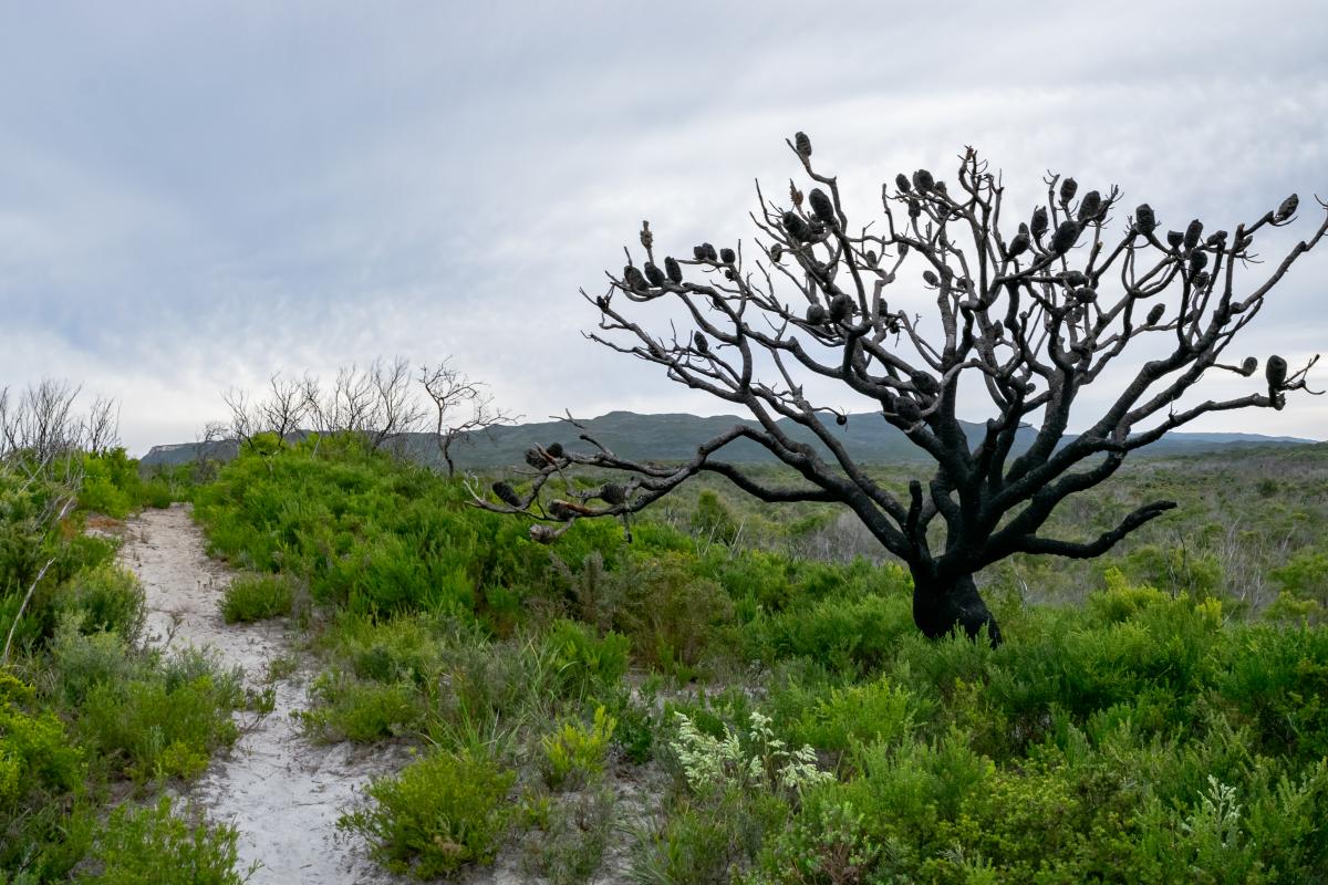 Long Point, Bibbulmun Track