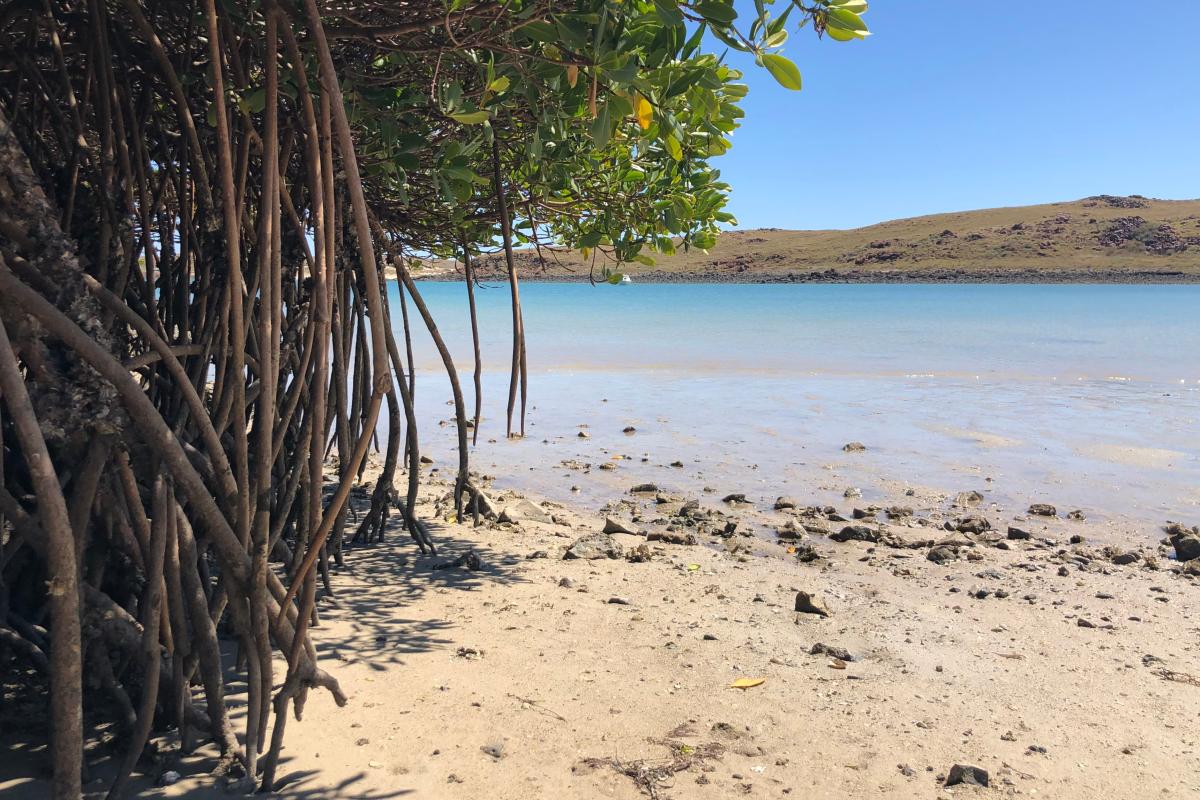 Malus Island, Dampier Archipelago Island Reserves Mangroves at low tide beside the ocean at Malus Island