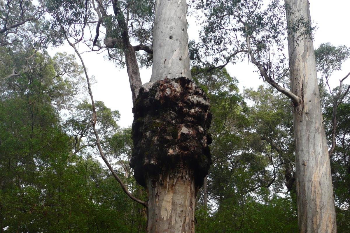 Tall tree with large burl in the very middle of the trunk