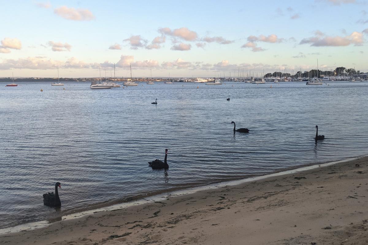 Black swans on the Swan River at Matilda Bay Black swans on the Swan River at Matilda Bay