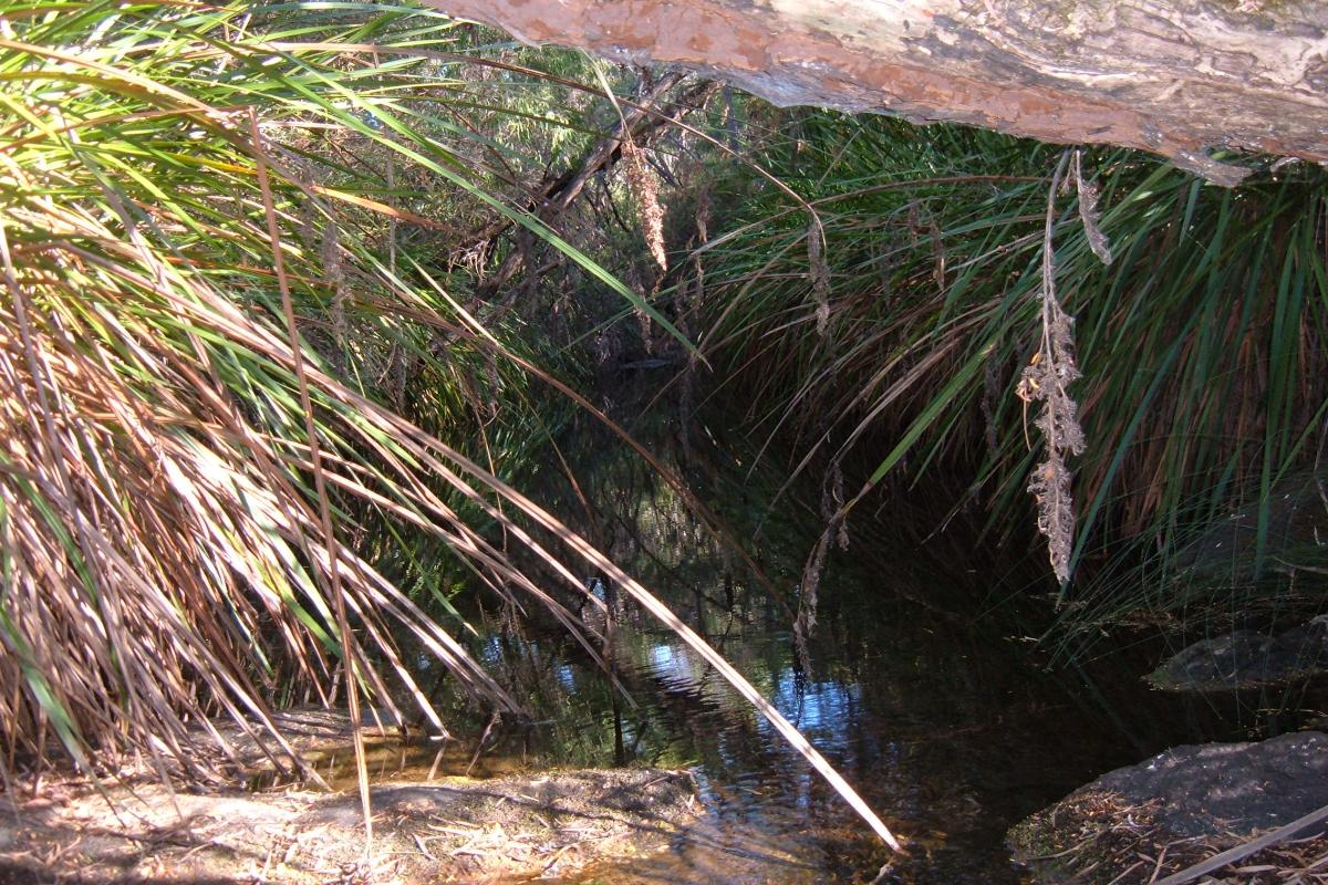 Meekadarabee Falls Leeuwin Naturaliste National Park Plenty of reeds and vegetation close to the water.