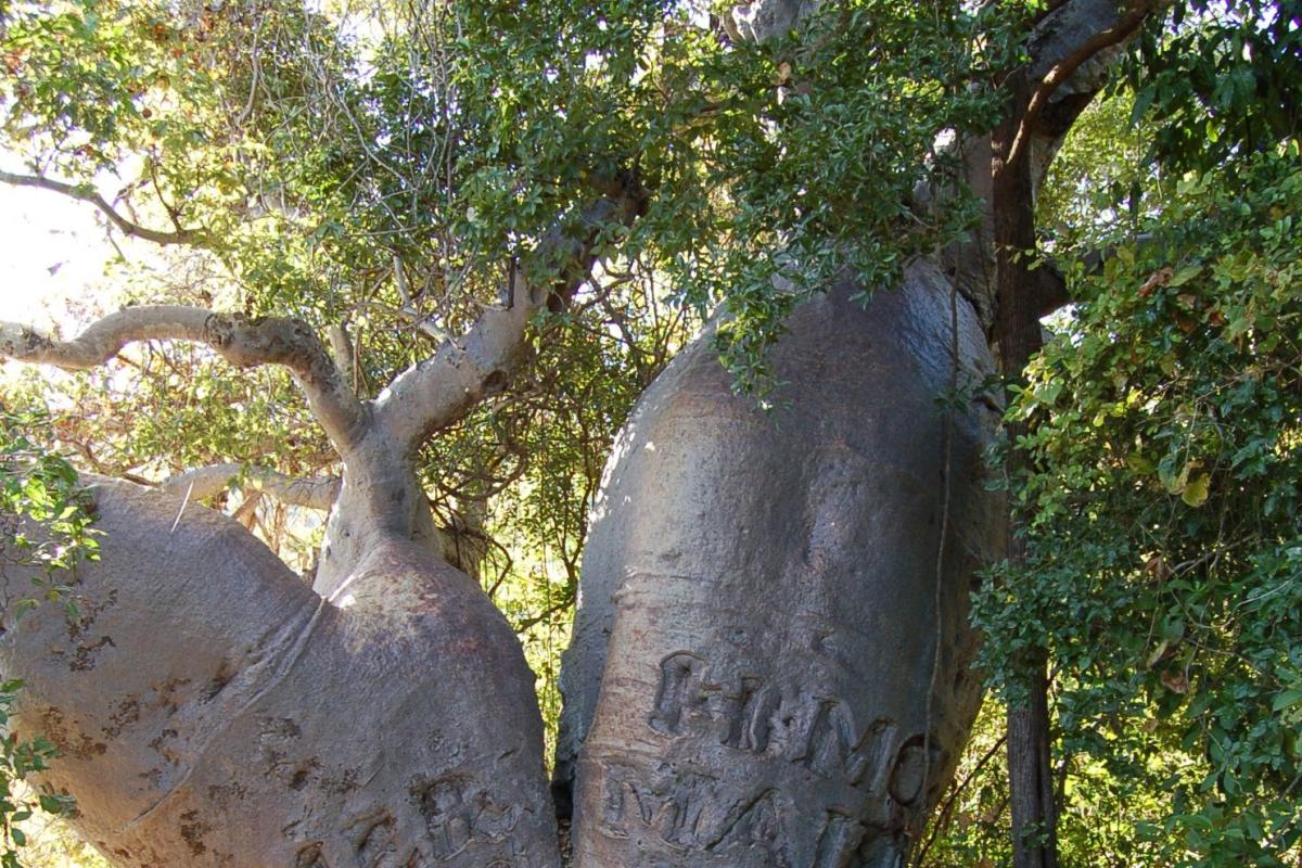 Large double boab tree with historical inscription.