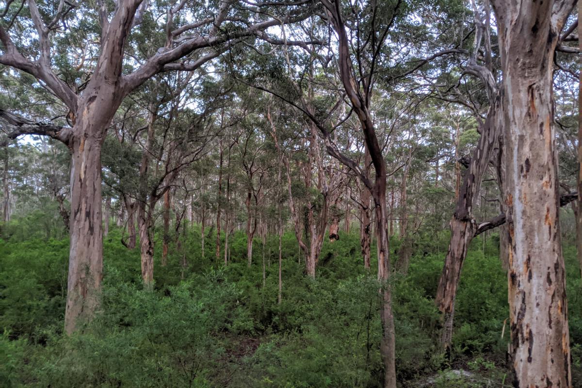Karri forest near Moore's Hut