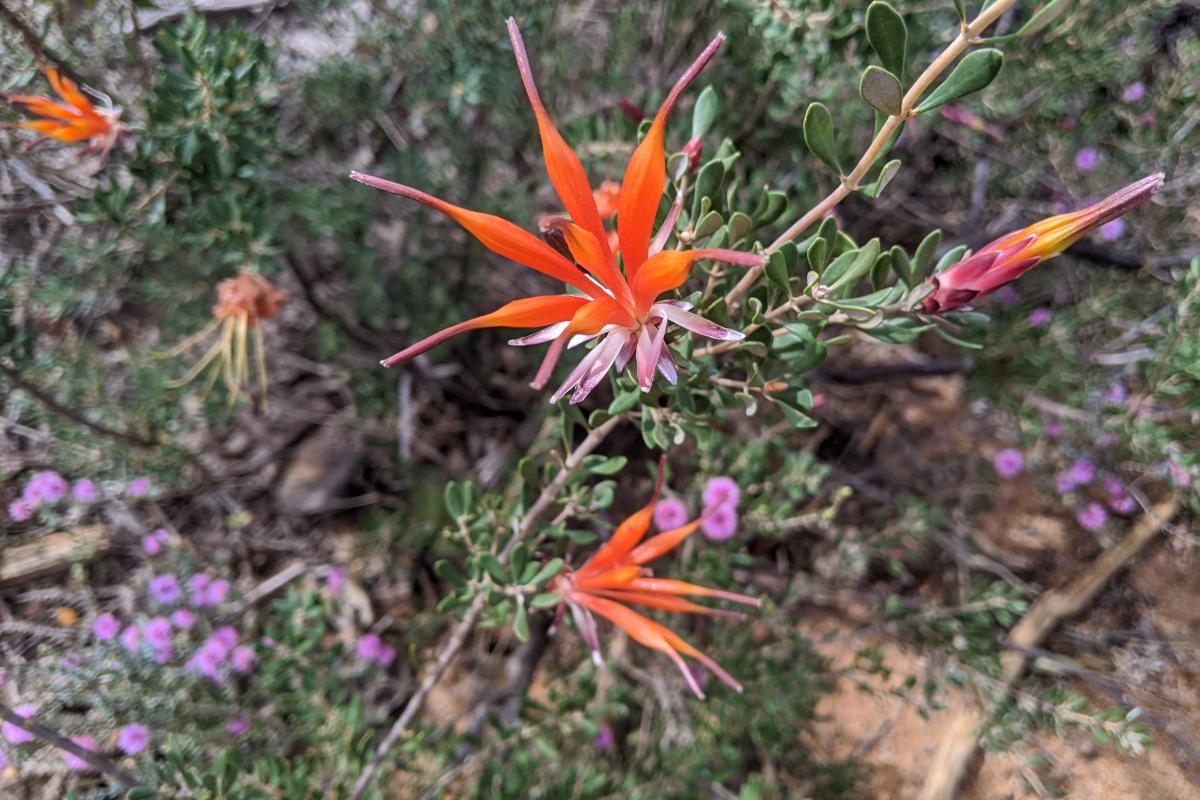 September wild flowers at Mount Maxwell