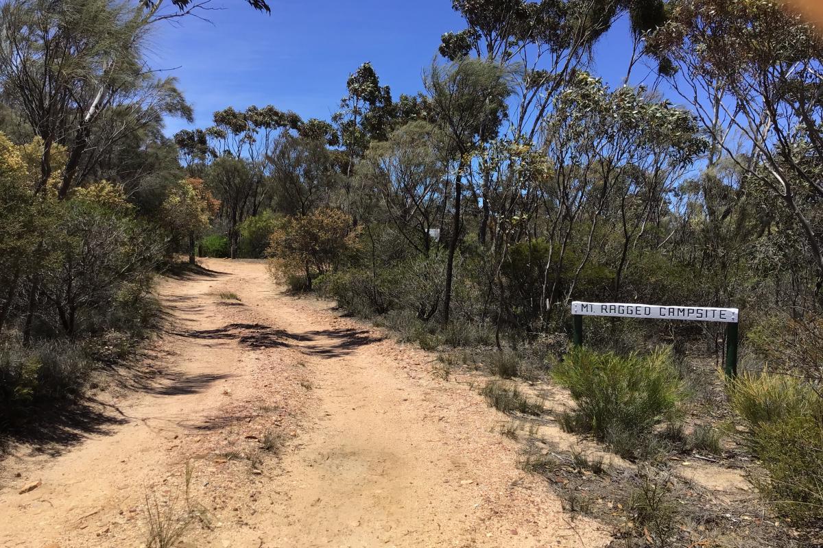 Dirt track into Mount Ragged campsite