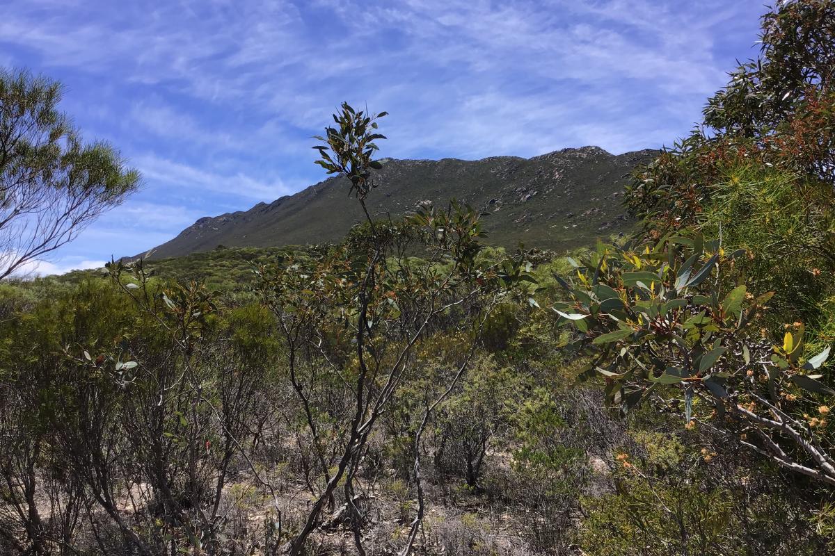 Views of Mount Ragged through the bush