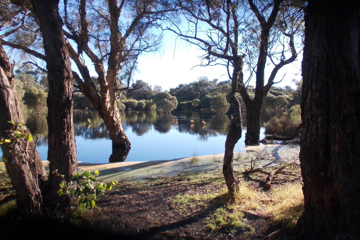 View of the lake through the trees