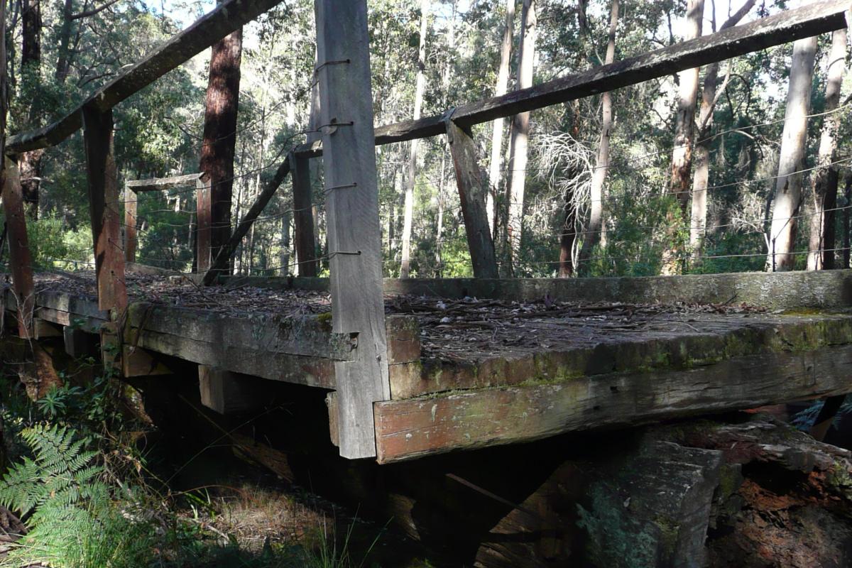 a bridge constructed on the trunk of a tree