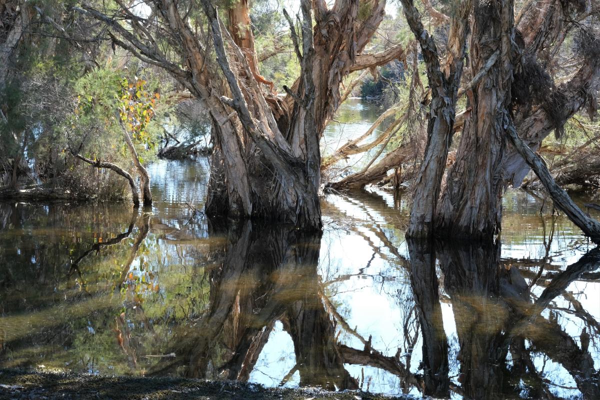 Paperbark trees with reflections in the water at Herdsman Lake Regional Park
