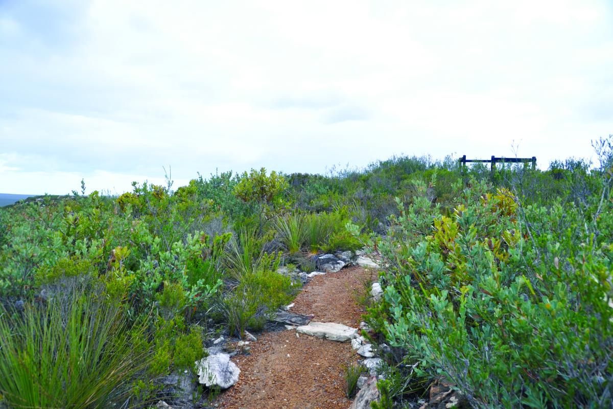 Path to lookout at Mount Maxwell