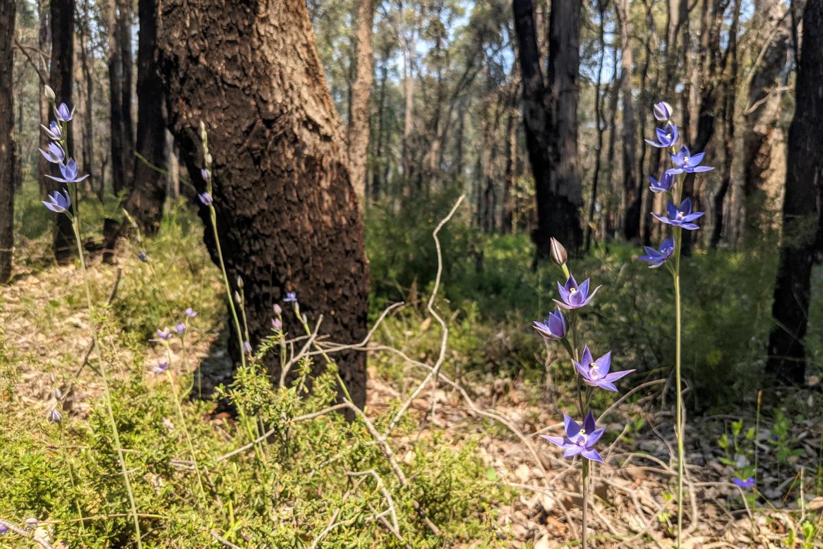 Sun orchids in the forest at Pimelea Mycumbene