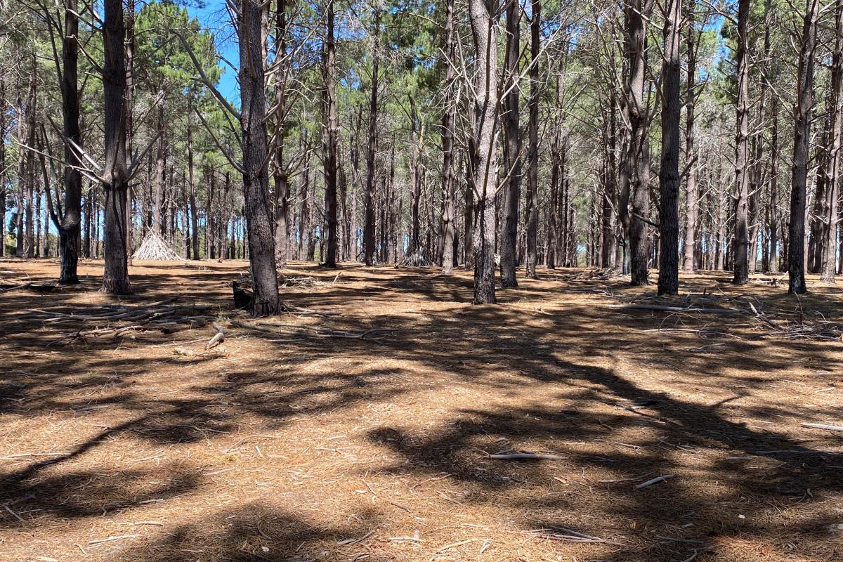 The Pines sticks have been stacked at the base of a pine tree