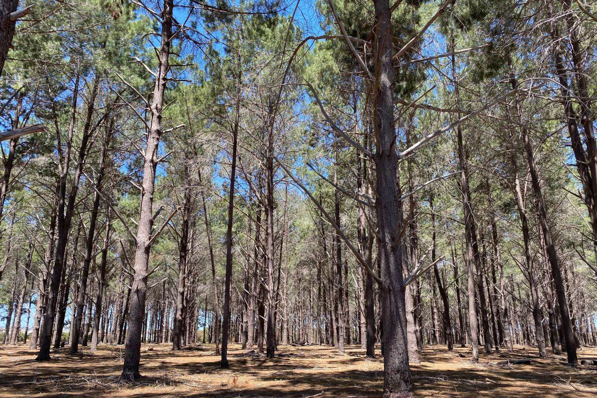 pine plantation