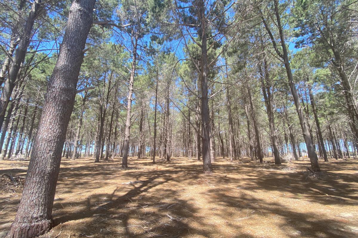 The Pines pine plantation