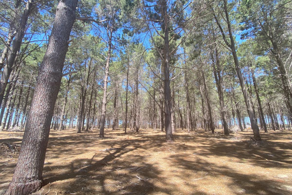 pine plantation