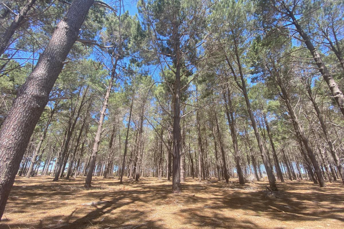 The Pines pine plantation