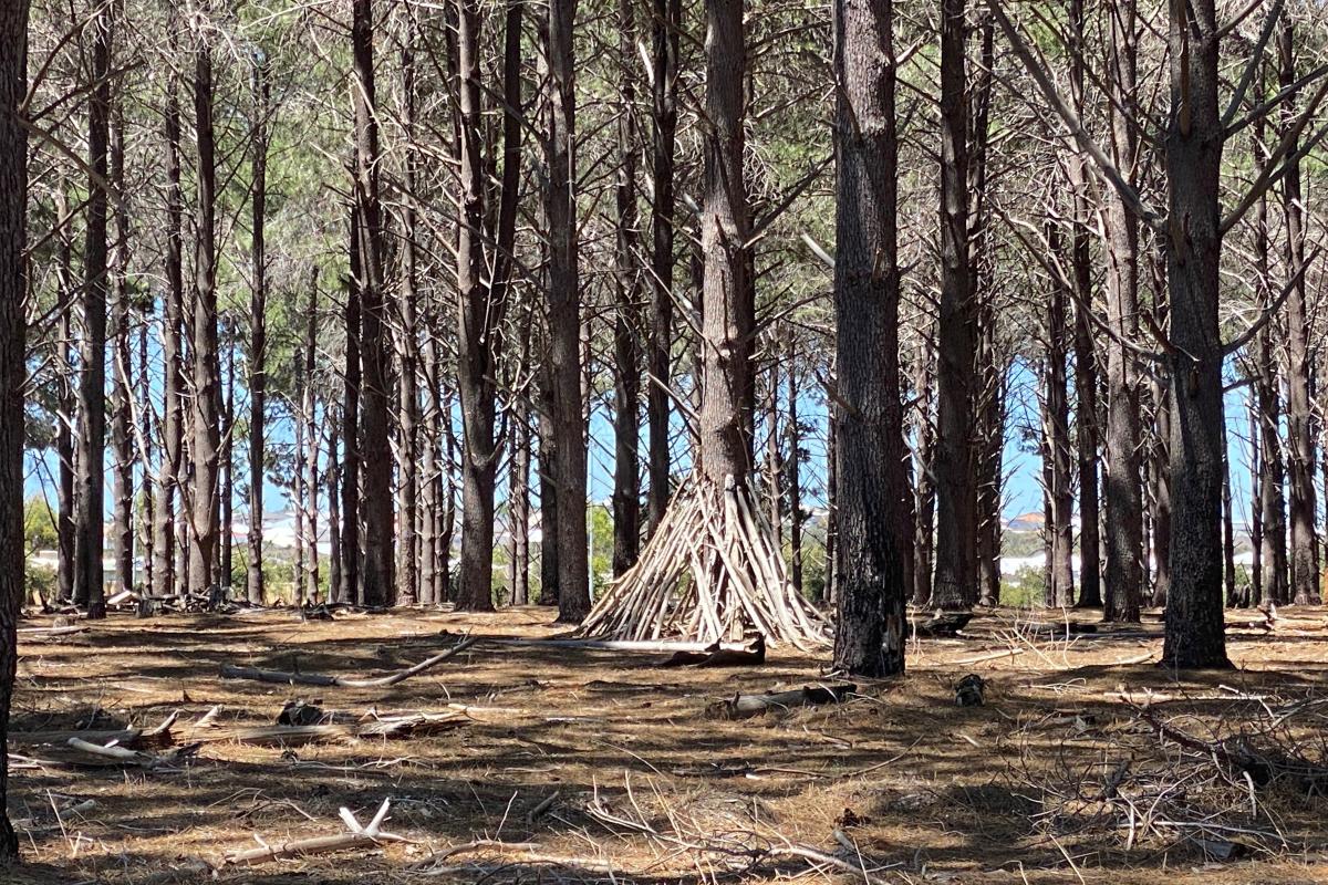 The Pines sticks have been stacked at the base of a pine tree
