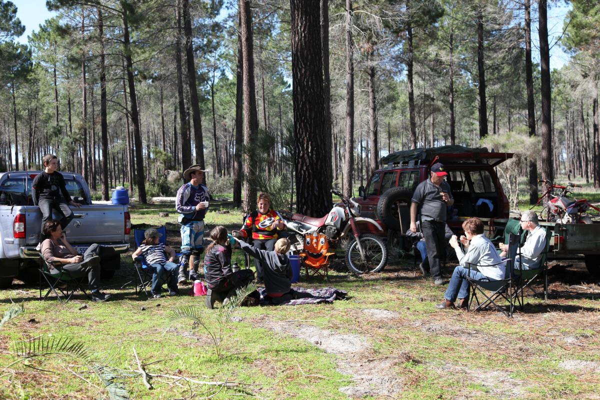 groups of riders having a break under the pine trees