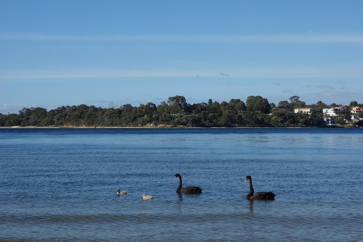 A family of swans paddles close to shore at Point Walter.
