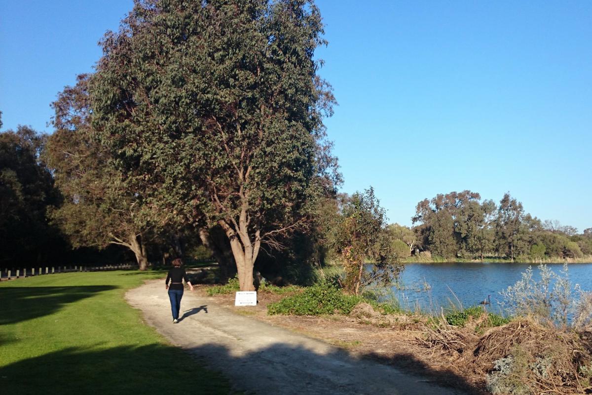 A person walking on the wide, unsealed path around the bank of Popeye Lake on a calm, sunny day.
