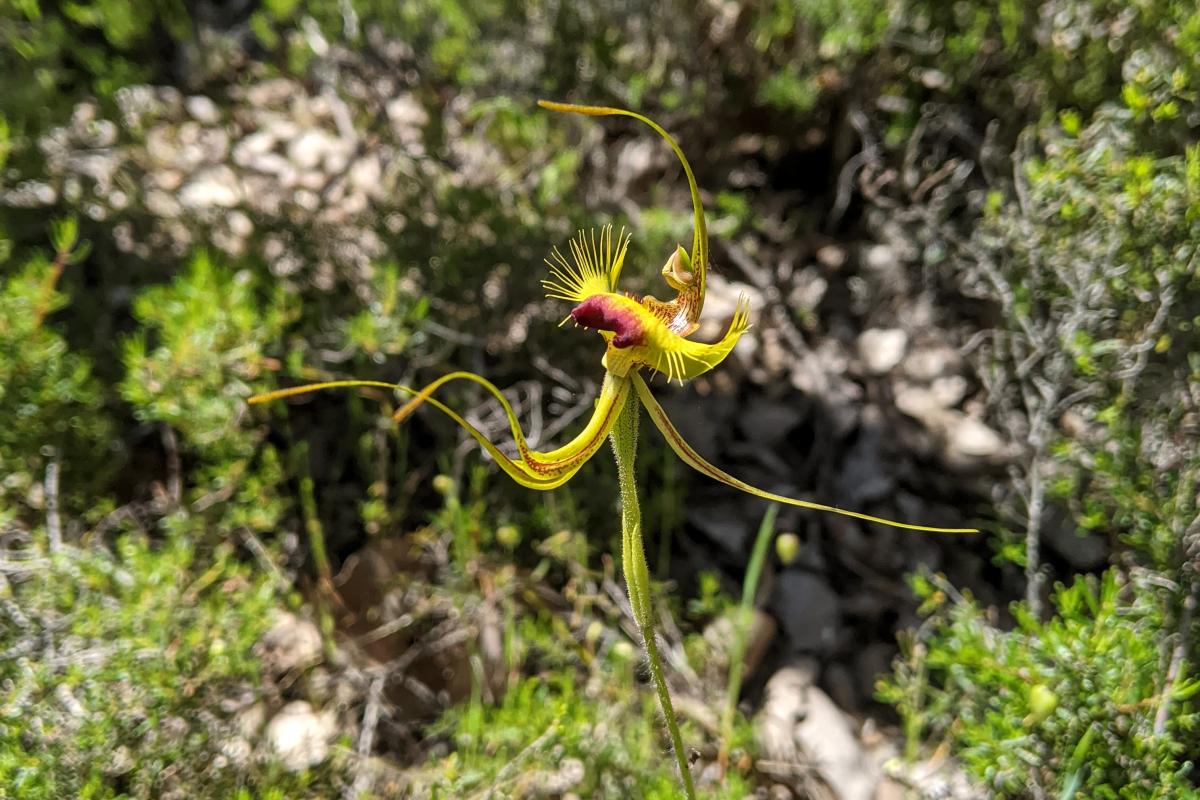 Butterfly Orchid in Preston National Park