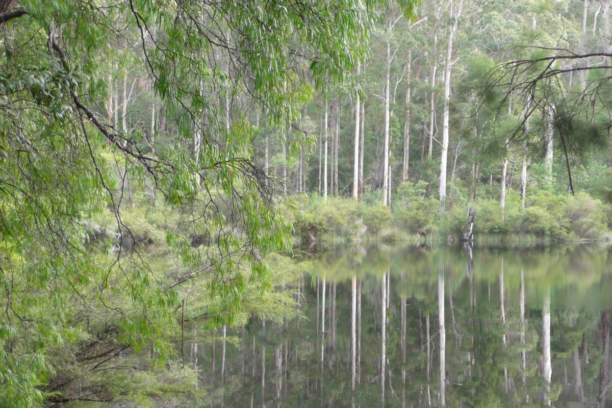 Reflections of the tall white trunks of trees in the water creating a stunning picture