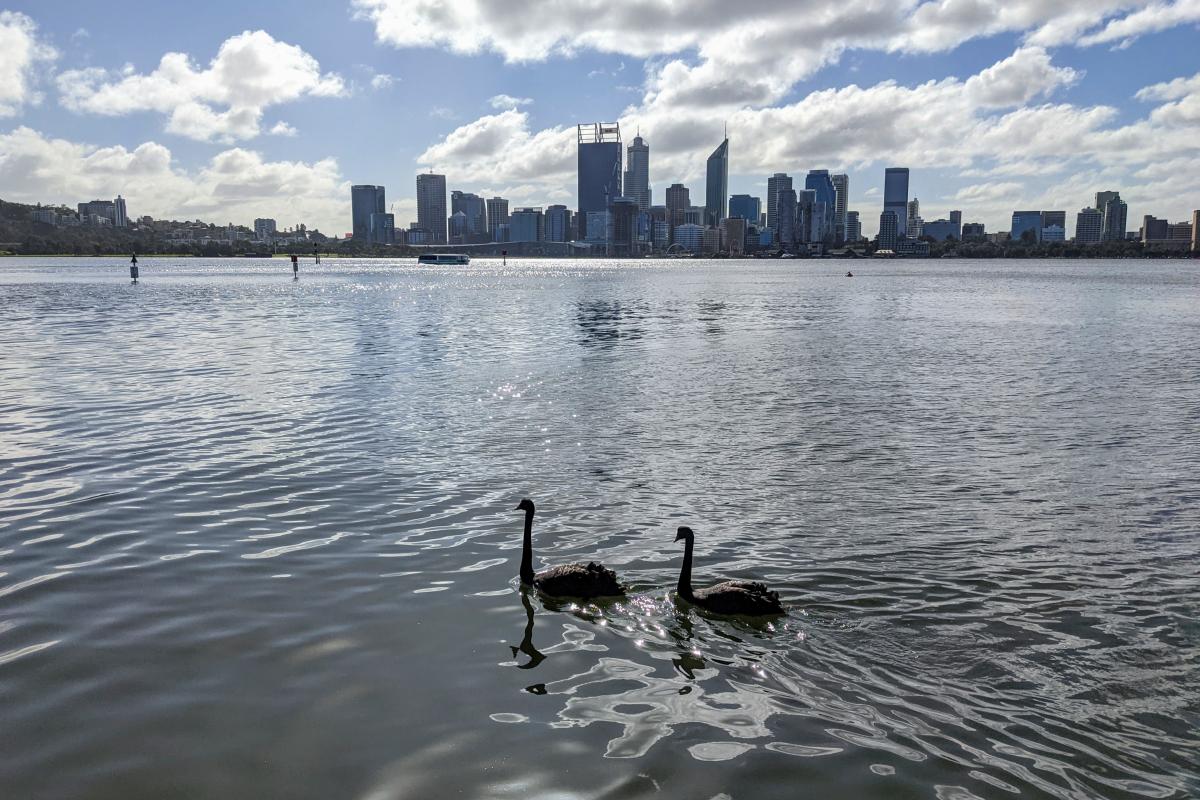 2 black swans on the Swan River viewed from South Perth