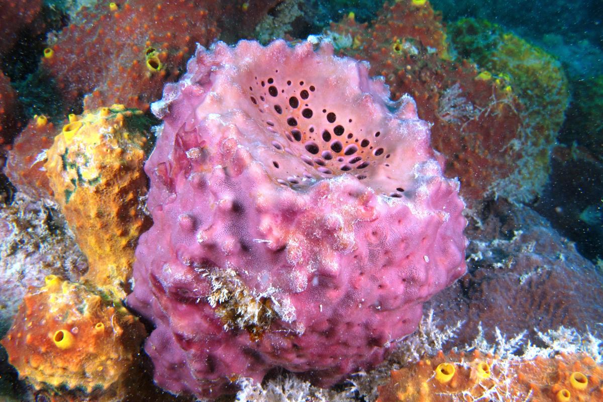 Colourful coral on display