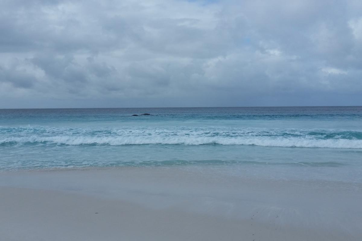 Whales at St Mary Beach Whales at St Mary Beach