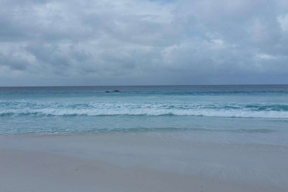 Whales at St Mary Beach