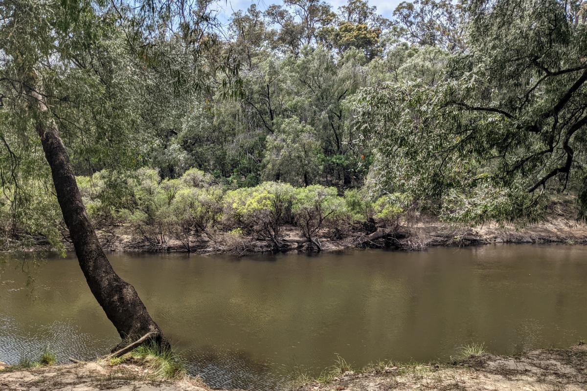 The Blackwood River near Sues Bridge