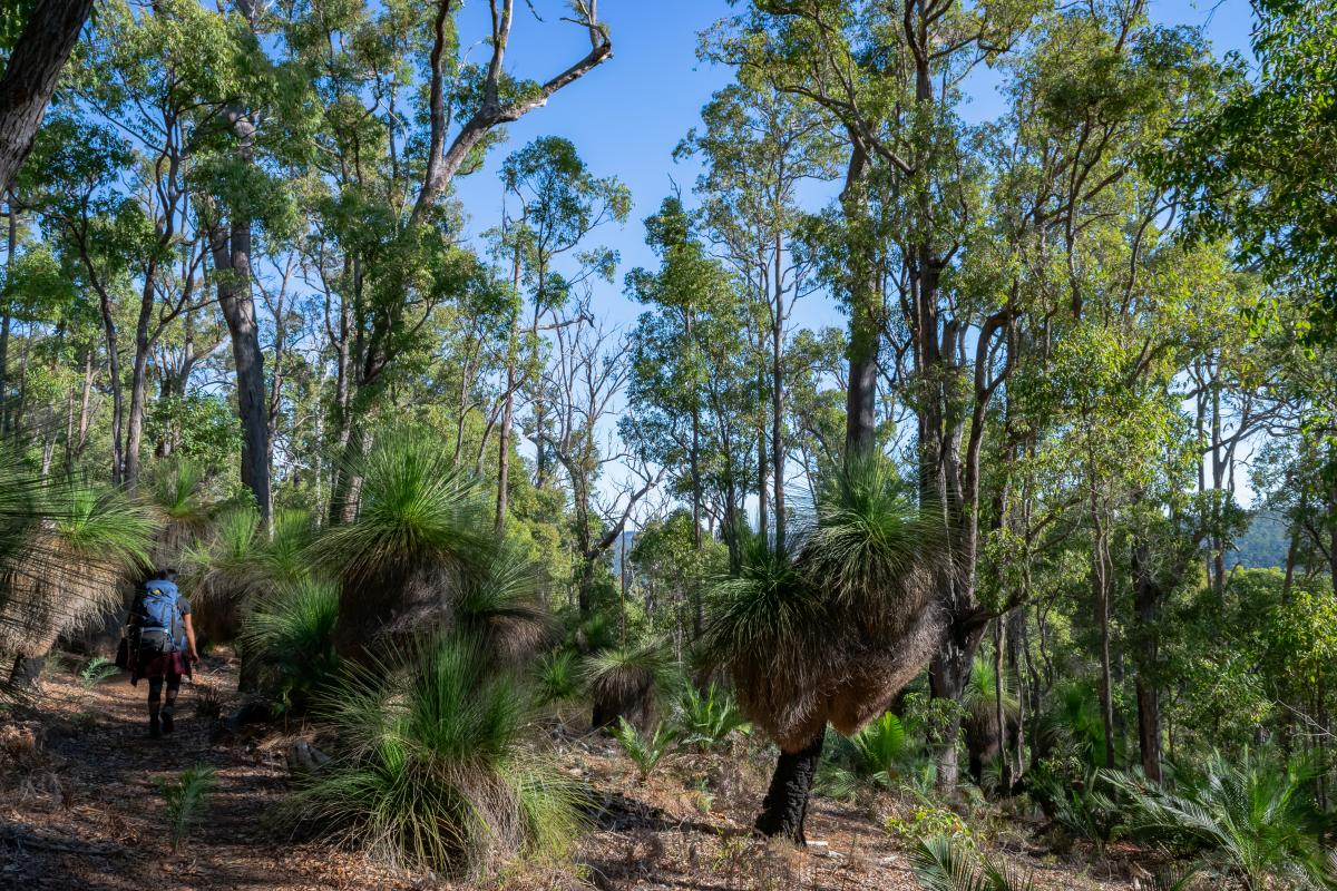 Swamp Oak, Bibbulmun Track