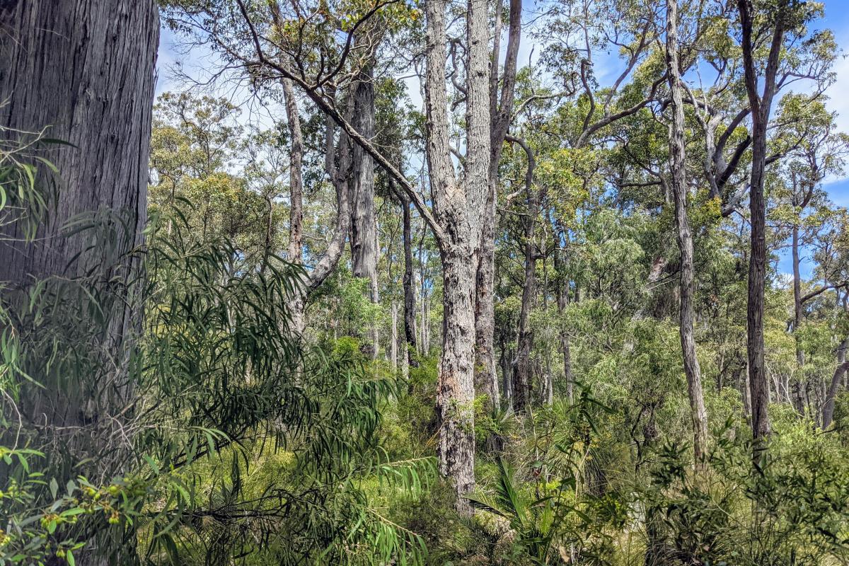 Jarrah forest at Warner Glen