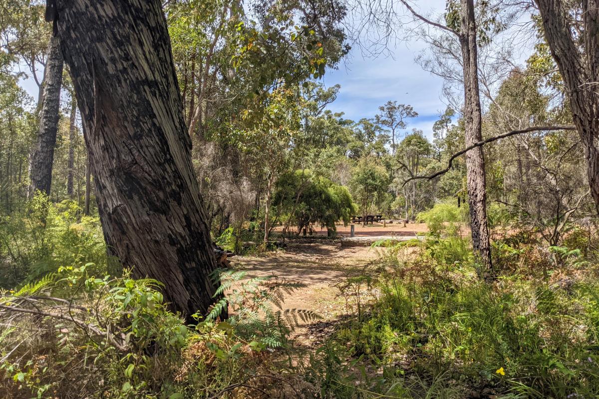 Campsite at Warner Glen