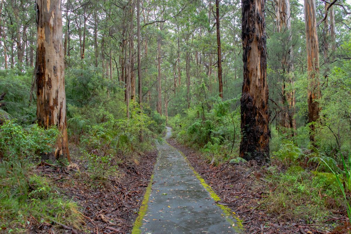 Warren, Bibbulmun Track Warren, Bibbulmun Track