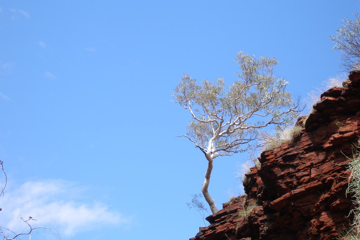 a lone white barked sapling on the edge of a gorge wall