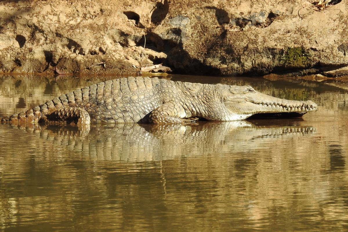 freshwater crocodile on the edge of the river