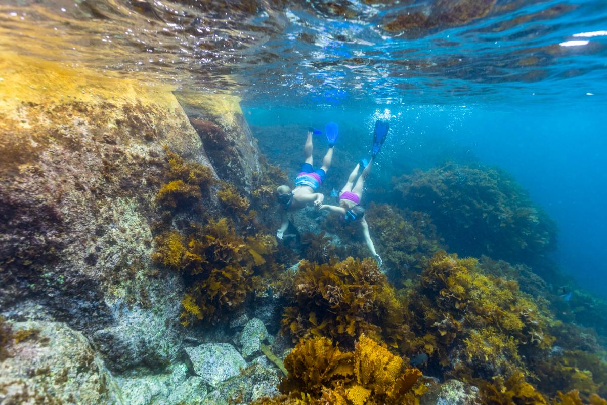 Couple swimming underwater near rocks and reeds wearing snorkel and goggles. 