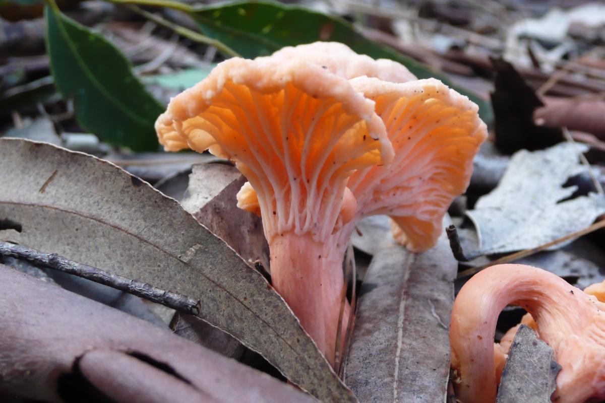 Orange fungus, Australia chantarelle in Haredale State Forest.