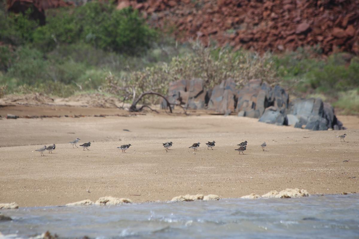 Shore birds on the beach at Dolphin Island