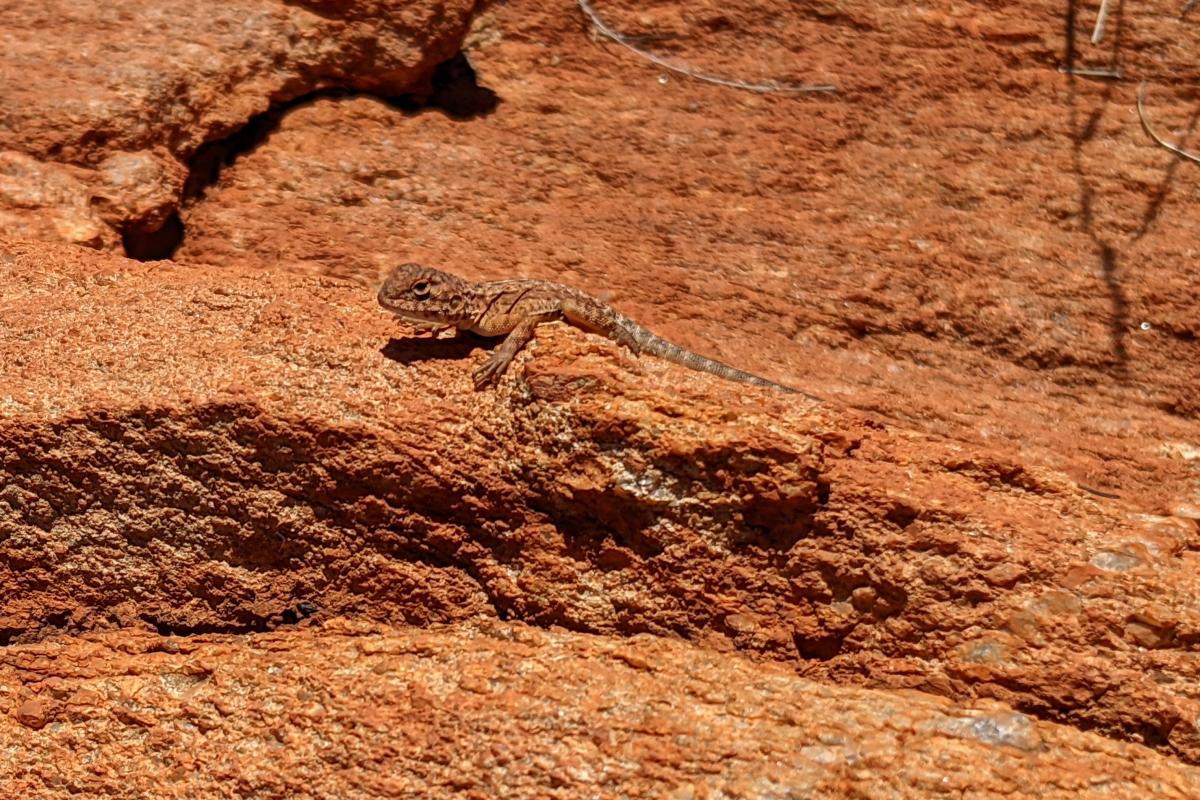 Lizard on the way up Mount Augustus